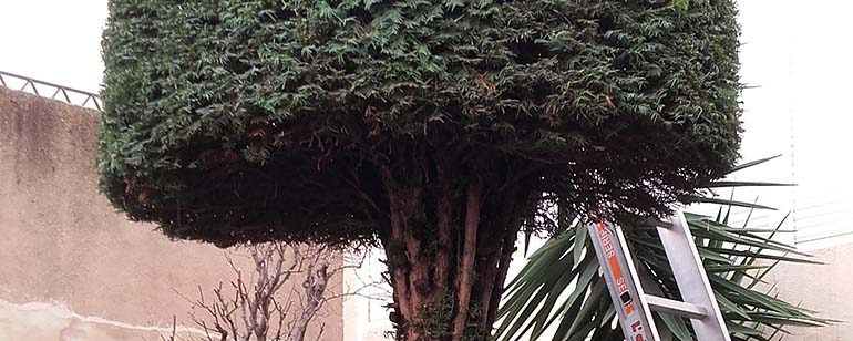 Pruning and maintenance of gardens in Sabadell